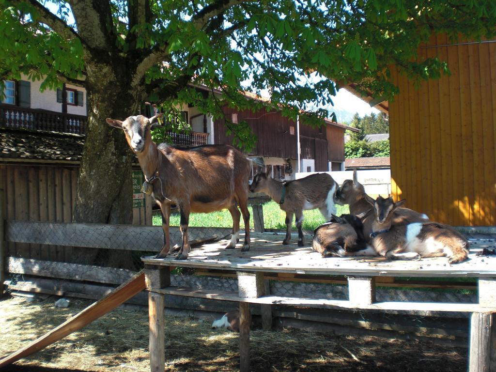Familien-Bauernhof-Berghammer Rotta Стая снимка